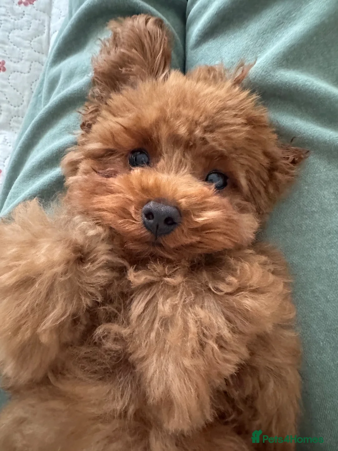 Toy Poodle dogs for sale: 🐾 Adorable Tiny Boy – Ready for His Forever Home - Advert 15