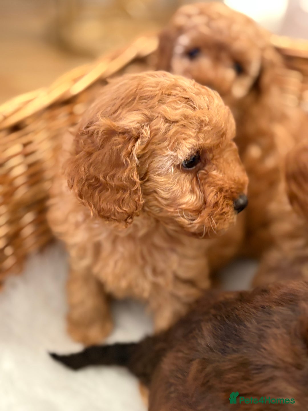 Maltipoo dogs for sale: Gorgeous Maltipoo Puppies  - Advert 12