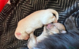 Pomeranian dogs for sale: Beautiful Pomeranian Puppies🩷 - Image 6