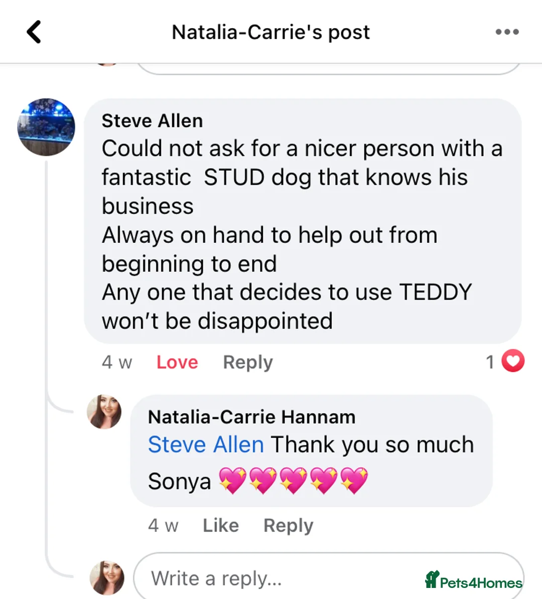 Toy Poodle dogs for stud: Champion Line KC Apricot Toy Poodle Stud in Ringwood - Advert 27