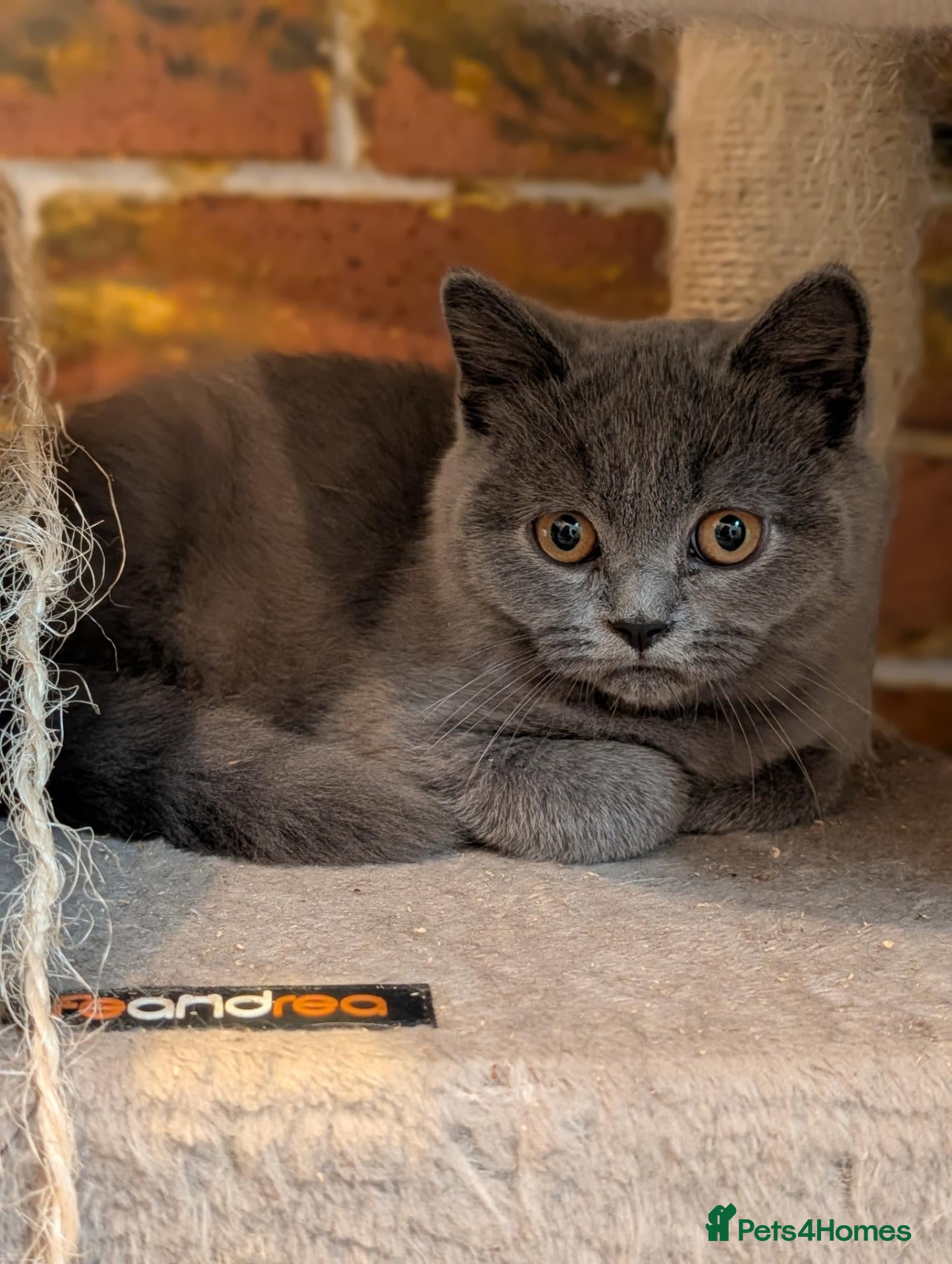 British Shorthair cats Ready! British shorthair and longhair kittens  - Advert 13