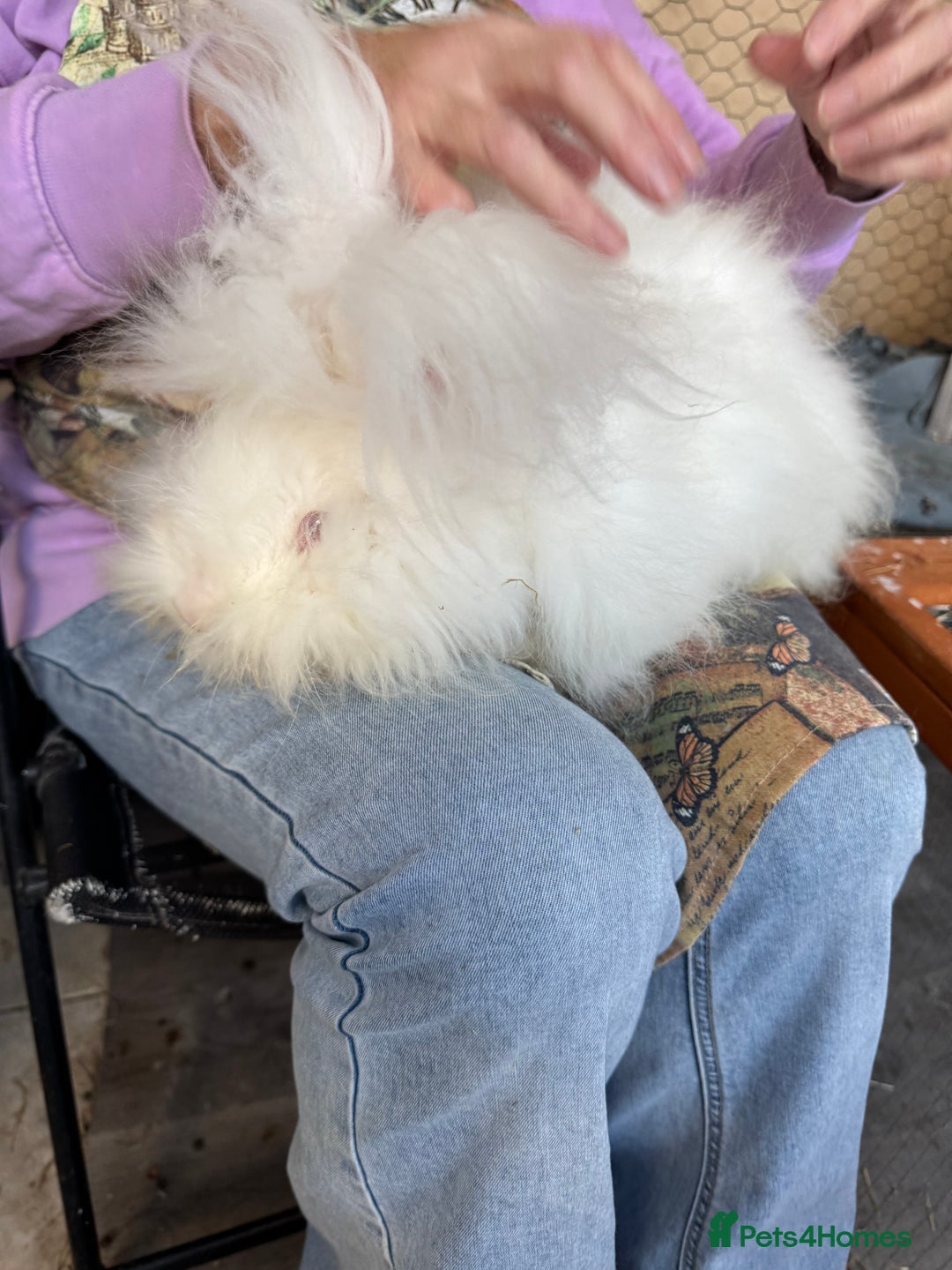 Angora rabbits for sale: 2 angora does for sale to loving home  - Image 6