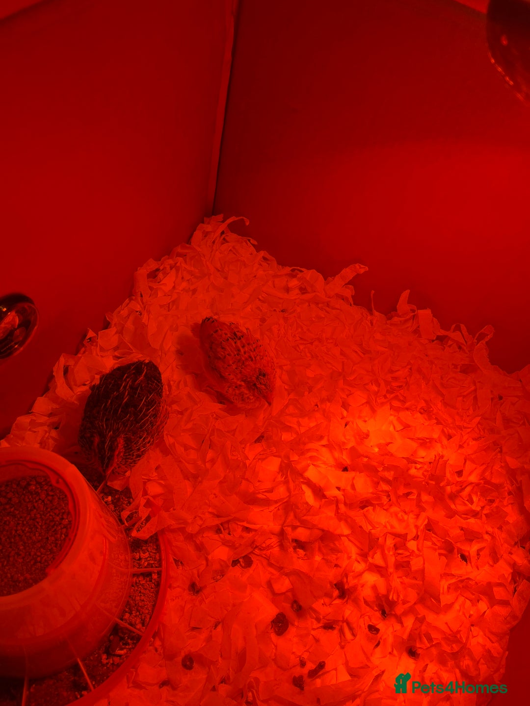 Quail poultry for sale: 2 chick quails for sale 2 for £8 with equipment  - Advert 1