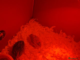 Quail poultry 2 chick quails for sale 2 for £8 with equipment - Advert 1