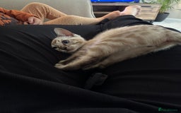 Bengal cats for sale: Bengal kitten (Tica Registered) - Image 12