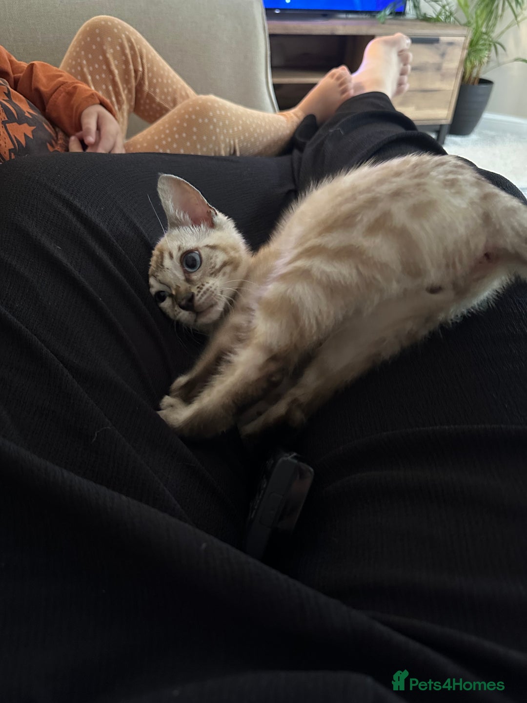 Bengal cats for sale: Bengal kitten (Tica Registered) - Image 12