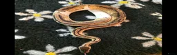 Python Snake reptiles for sale: Different royal pythons mostly proven or rtb  - Advert 2