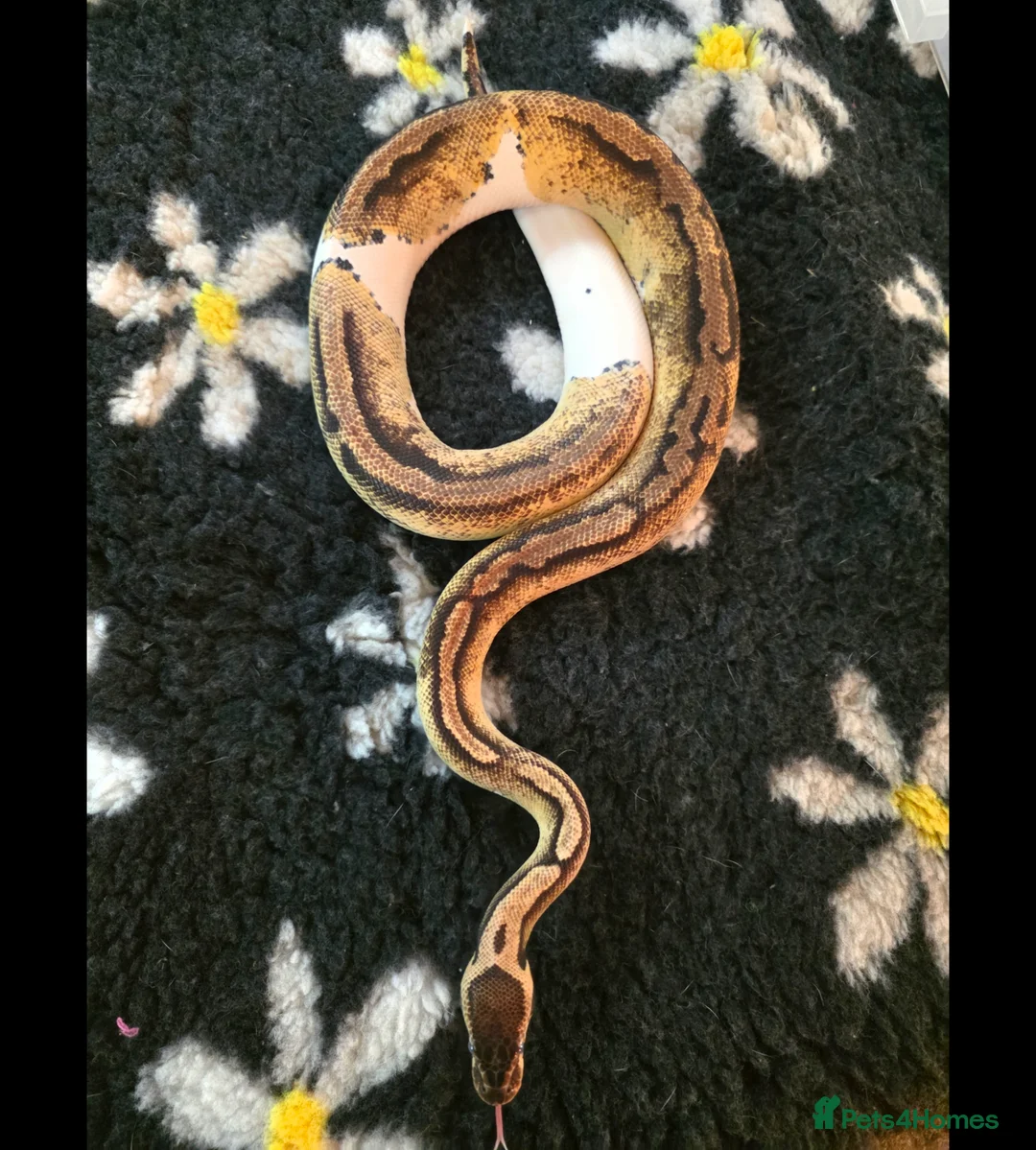 Python Snake reptiles for sale: Different royal pythons mostly proven or rtb  - Advert 2