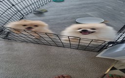 Pomeranian dogs for sale: 1 cream sable Pomeranian puppy. - Image 10