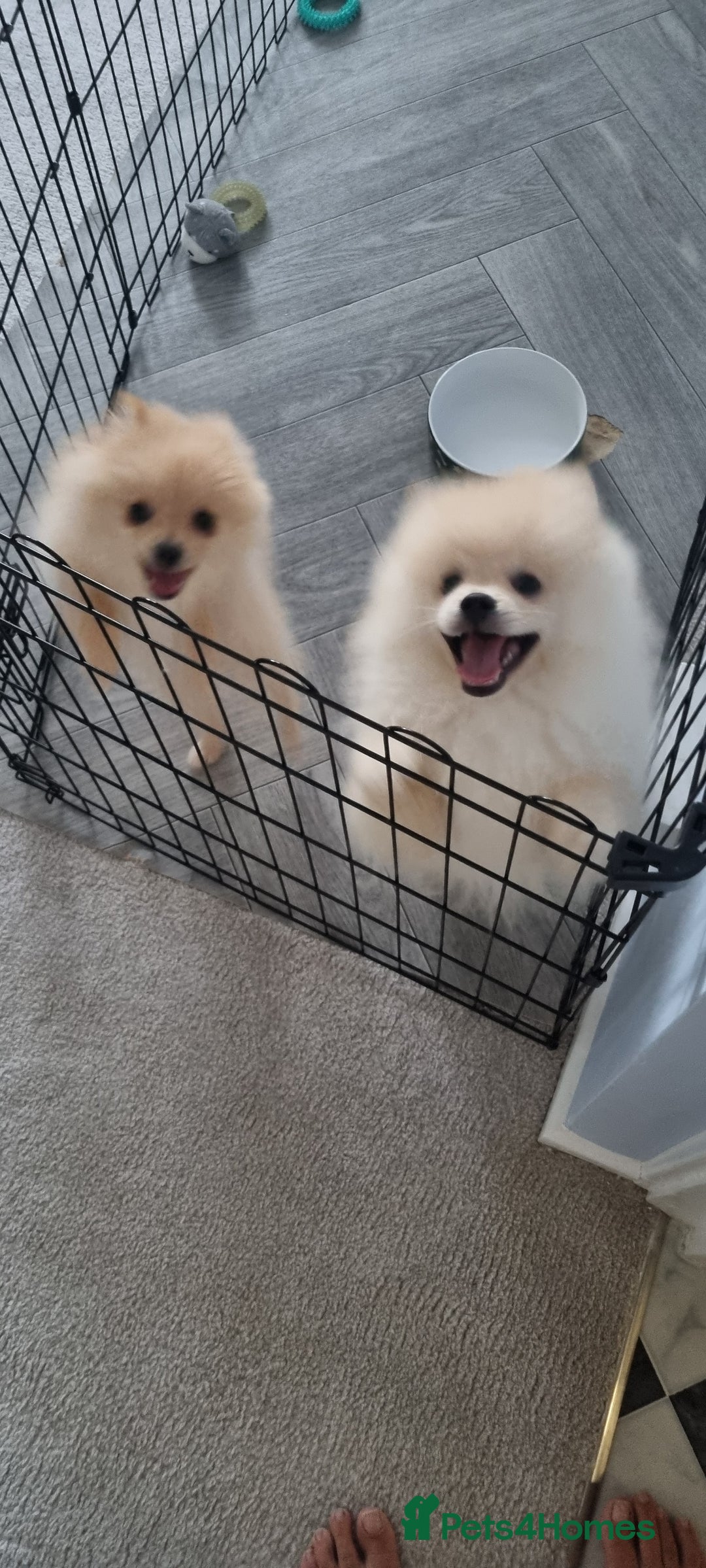 Pomeranian dogs for sale: 1 cream sable Pomeranian puppy. - Image 10