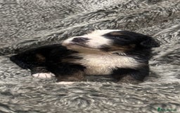 Bernese Mountain Dog dogs for sale: Bernese mountain dog puppies - Image 4