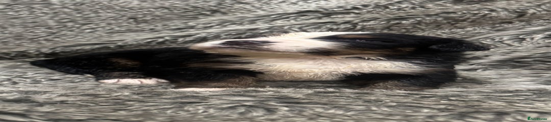 Bernese Mountain Dog Puppy 3