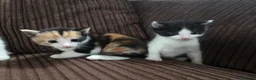 Mixed Breed cats for sale: Female calico kitten in Hitchin - Advert 4