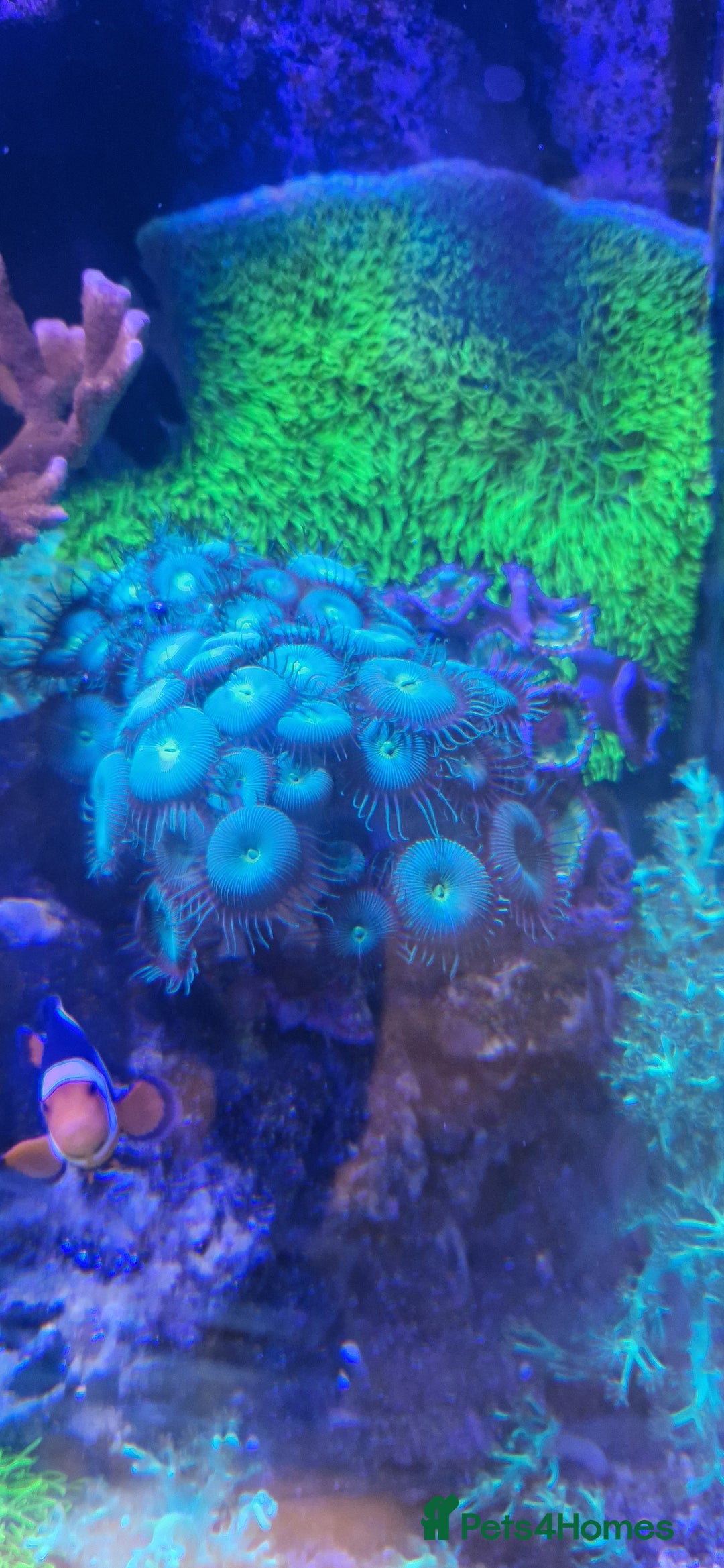 Other/Mixed Breed fish for sale: Beautiful mature reeftank - Image 3