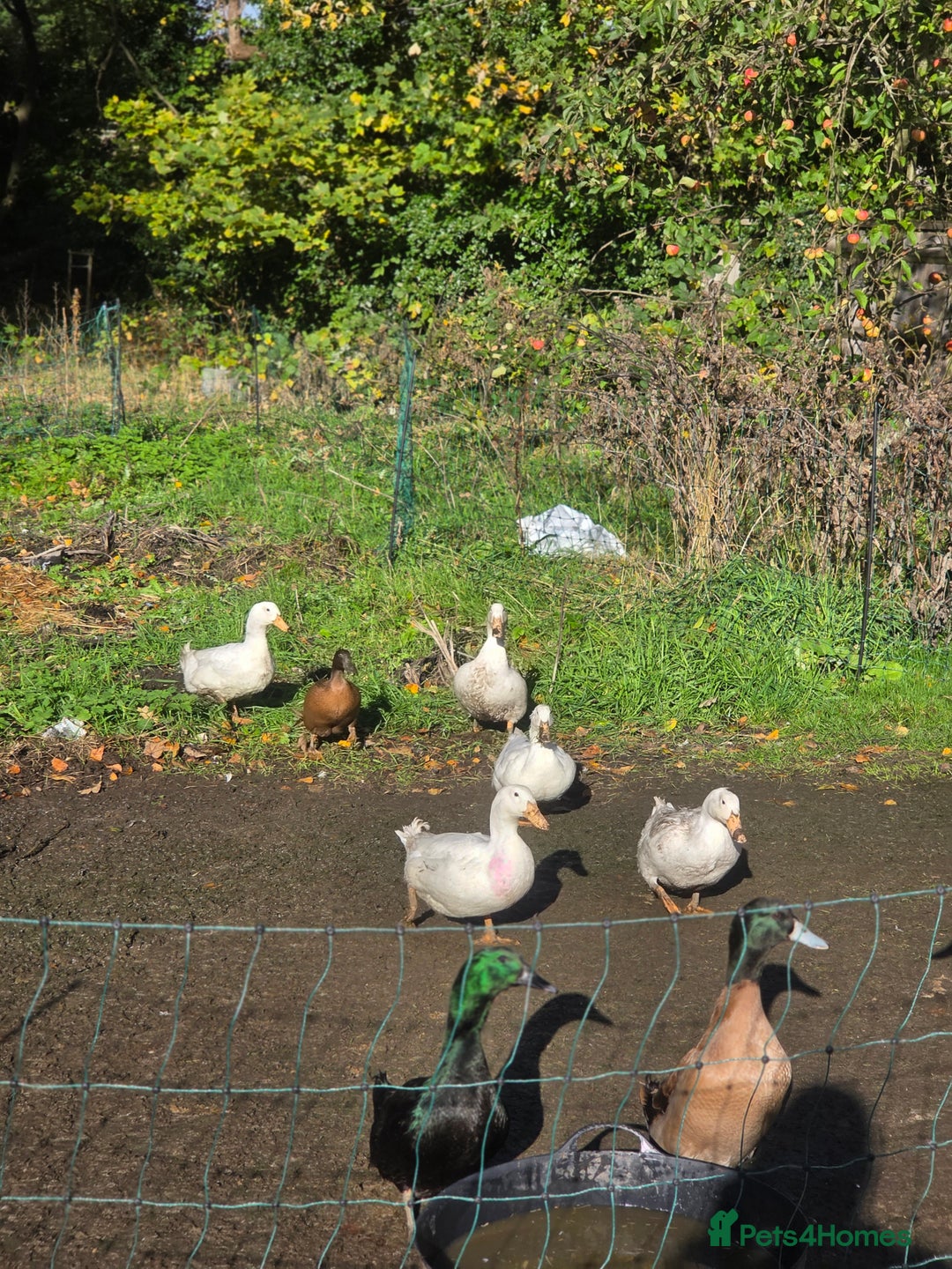 Ducks poultry for sale: Ducks - Advert 2