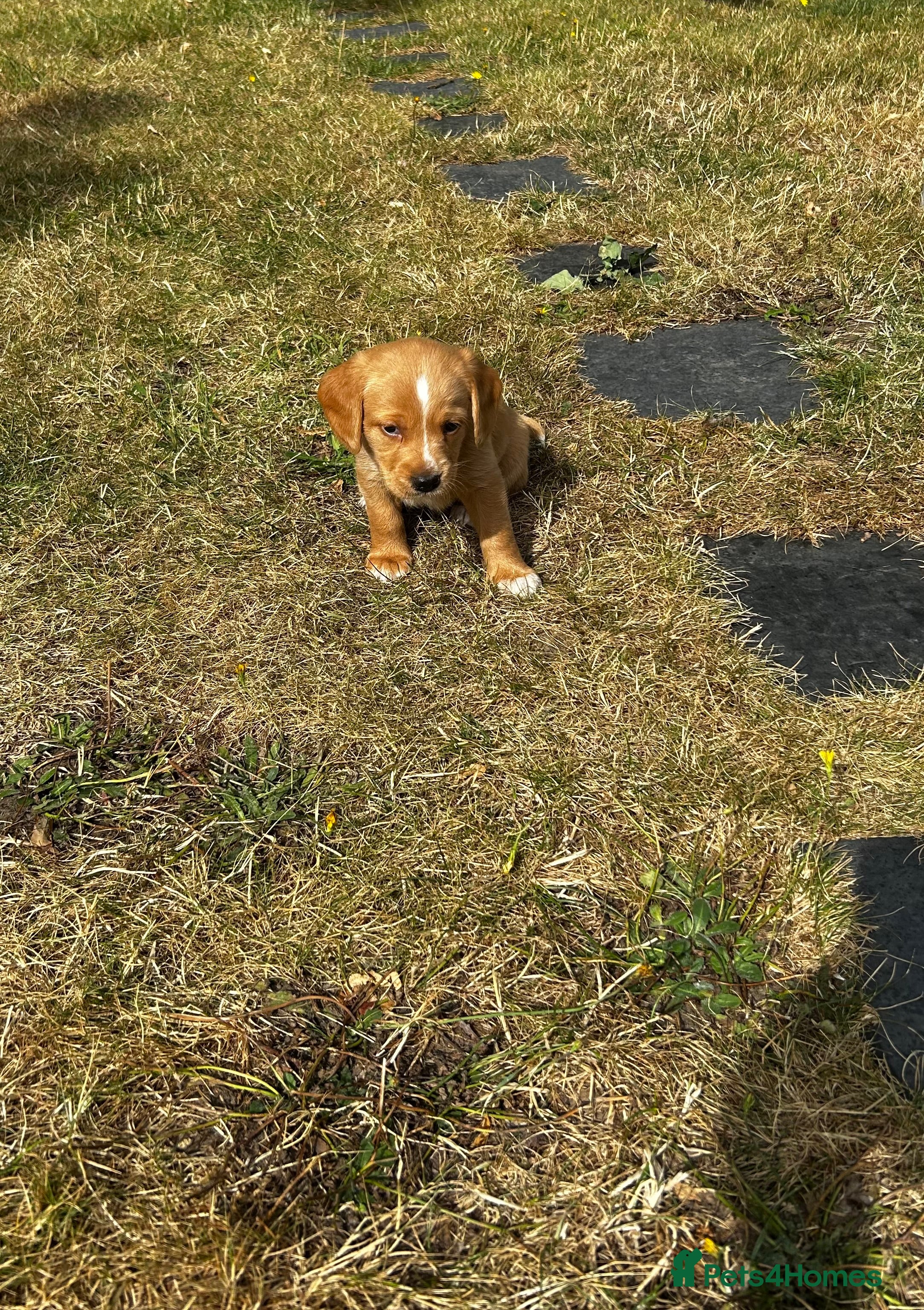 Mixed Breed dogs Beagle/Red Fox Lab x Red Fox Lab pups - Advert 2