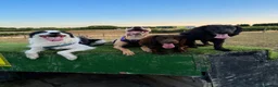 Border Collie dogs for stud: Proven Border Collie Mix Stud in Alfreton - Advert 9