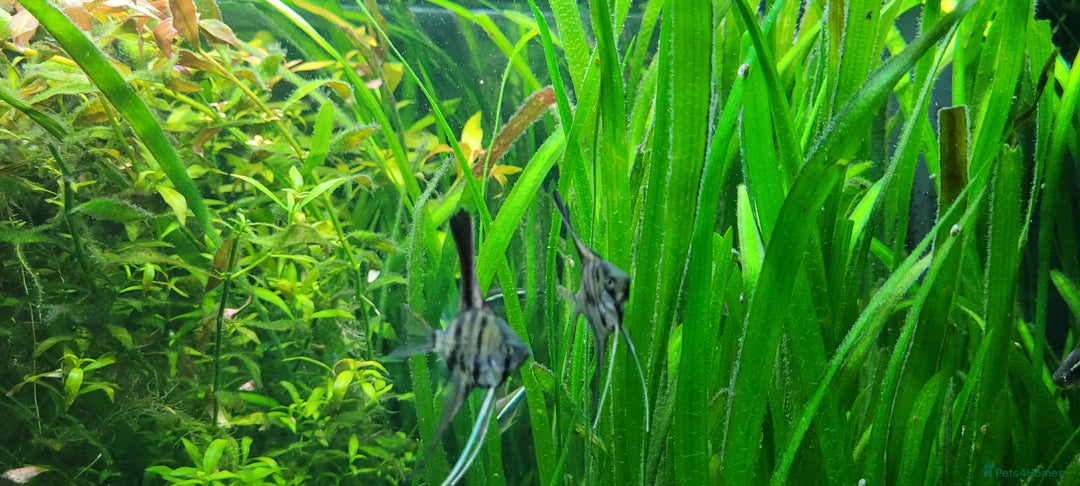 Angelfish fish for sale: Stunning stripes Angel Fish - Advert 9