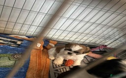 Shihpoo dogs for sale: Shitzpoo  - Image 1