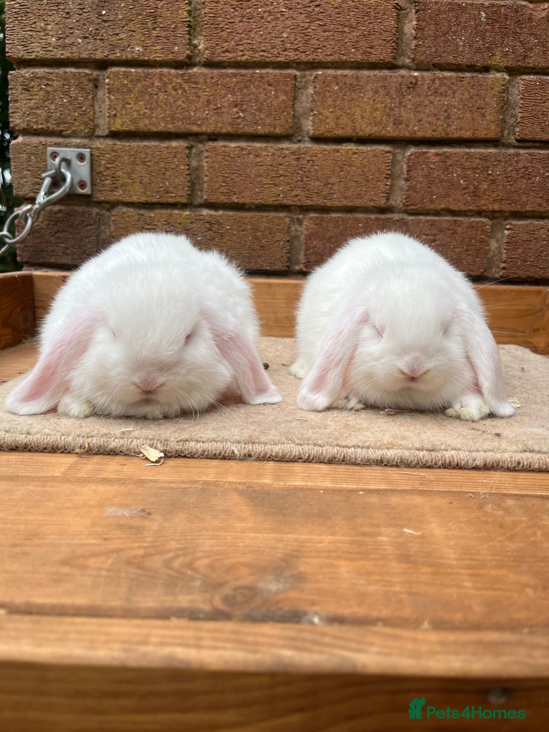 Mini Lop rabbits for sale: 2 REW mini lop does - Image 1