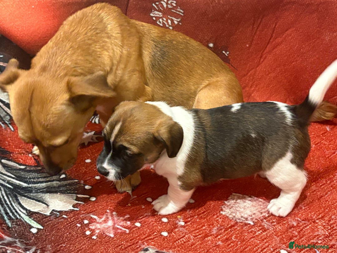 Jack Russell dogs for sale: 6 striking puppies  - Advert 18