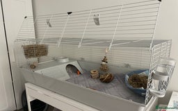 Guinea Pig rodents for sale: 2 Male Guinea Pigs for sale  - Image 2