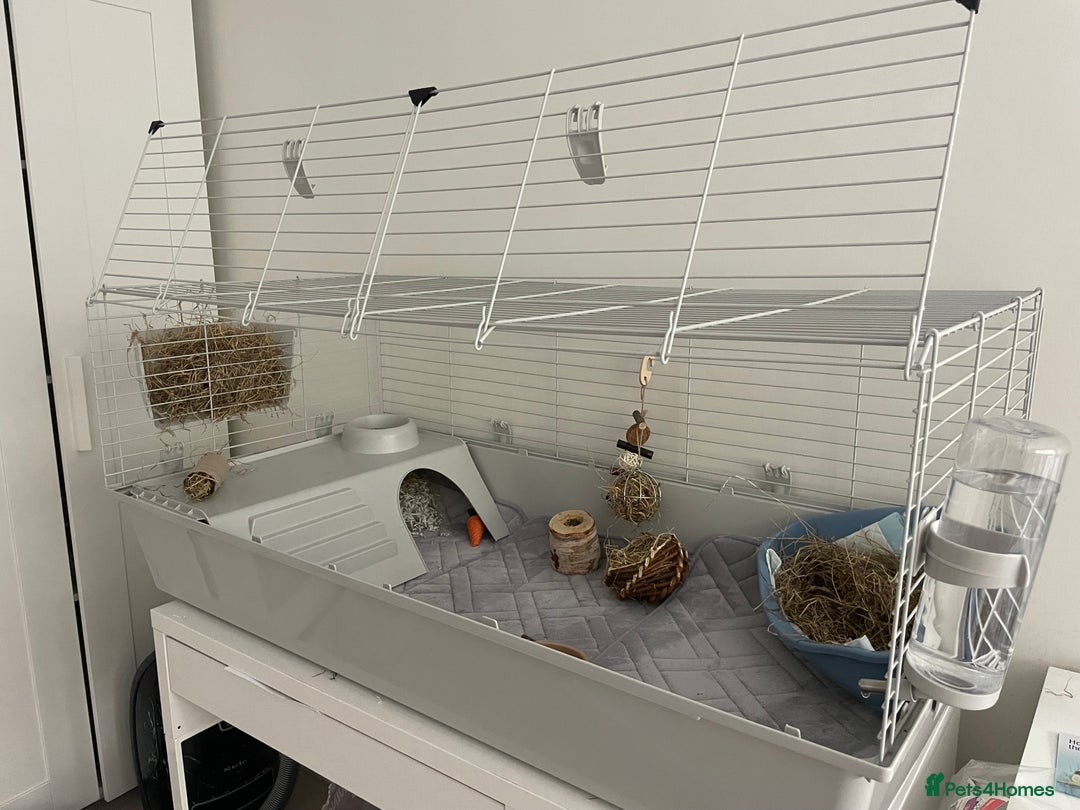 Guinea Pig rodents for sale: 2 Male Guinea Pigs for sale  - Image 2