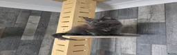 Maine Coon cats for sale: PURE MAINE COON - Advert 28