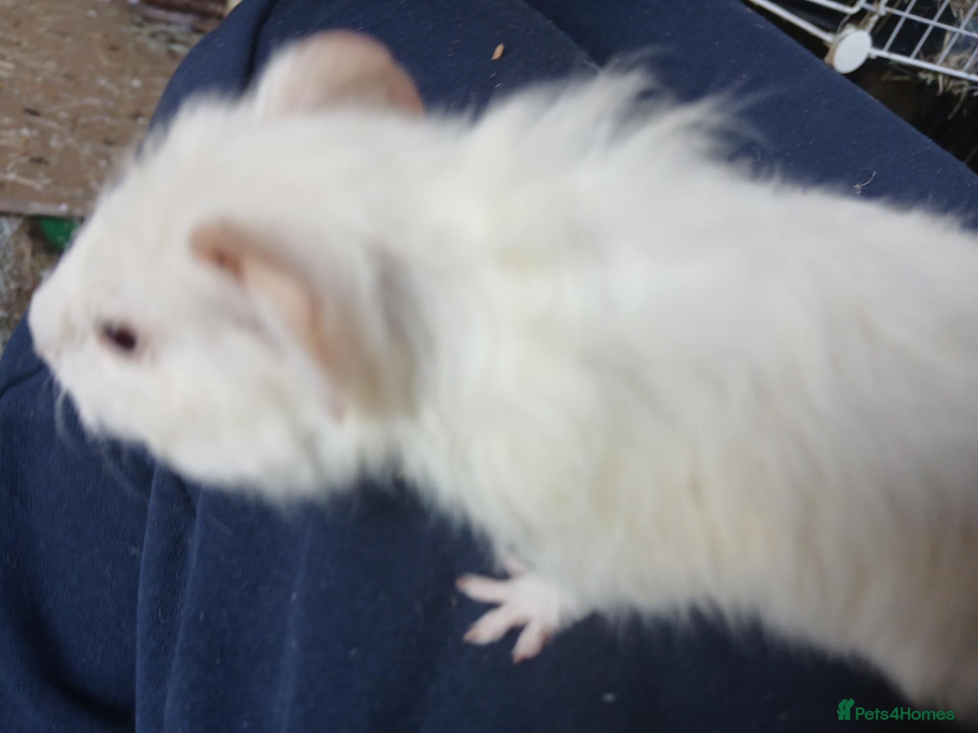 Guinea Pig rodents Loads of Bonded boar guinea pigs for sale - Advert 2