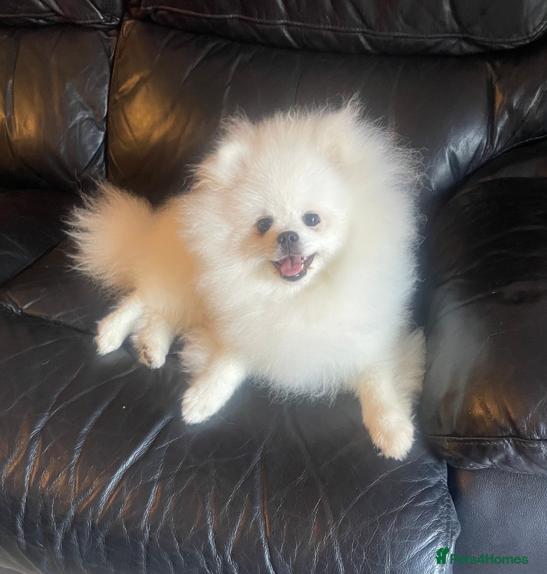 Pomeranian dogs for sale: Gorgeous pure white kc-reg Girl  - Image 9