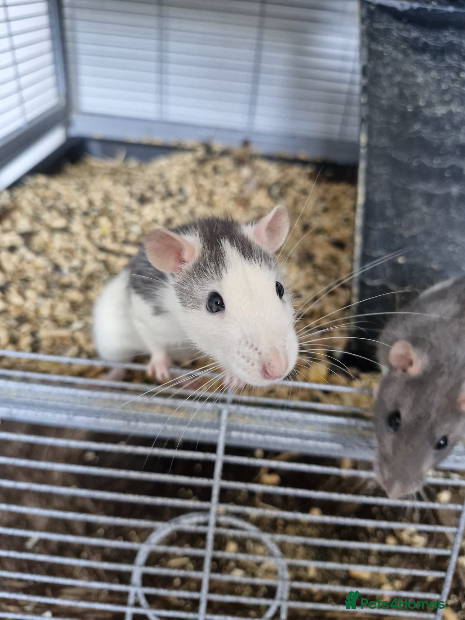 Rat rodents 2x female rats and cage - Advert 1