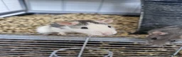 Rat rodents for sale: 2x female rats and cage - Advert 1