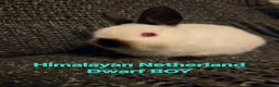 Netherland Dwarf rabbits for sale: Himalayan Netherland Dwarf BOY & Blue GIRL - Advert 9