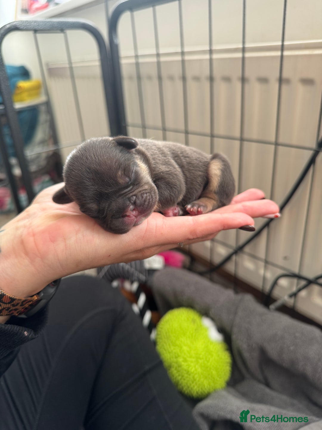 French Bulldog dogs for sale: Last 2 girls left! KC registered French Bulldogs - Advert 9