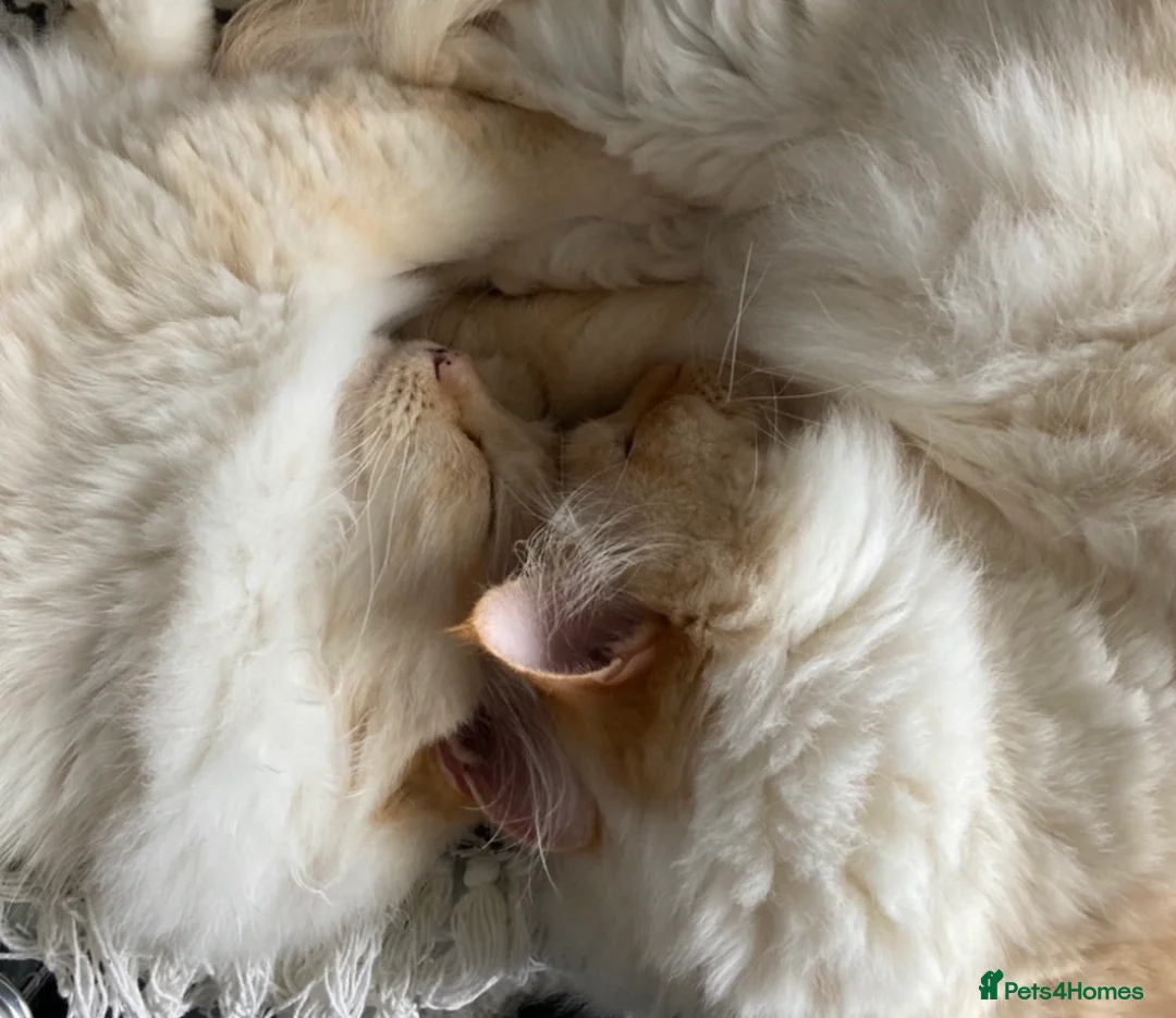 Ragdoll cats for sale: 2 ragdoll 8 year old brothers - Advert 2