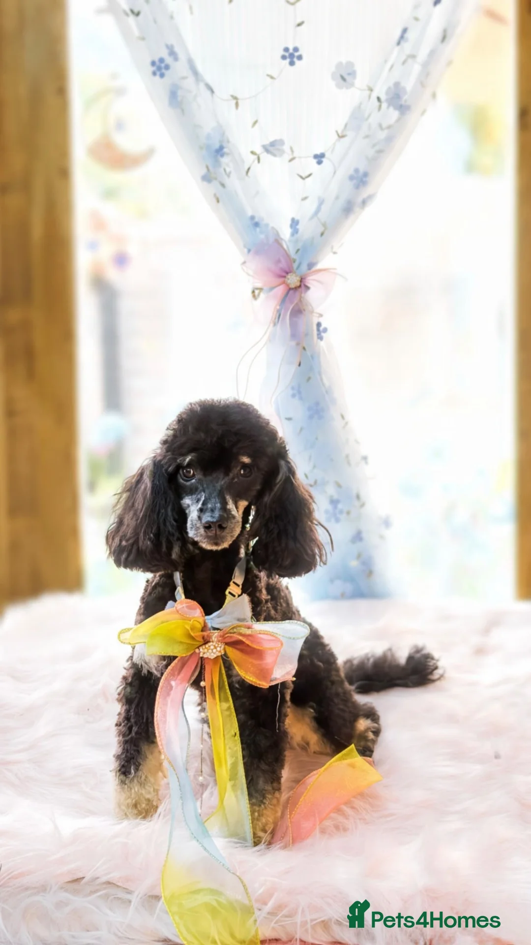 Toy Poodle dogs for sale: Fab opportunity toy poodle 1yr 5* phantom  - Advert 2