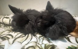Mini Lion Lop rabbits for sale: Mini lion lop babies  - Image 2