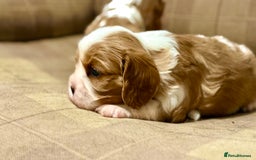 Cavalier King Charles Spaniel dogs for sale: 2 Female King Charles Cavaliers   - Advert 19