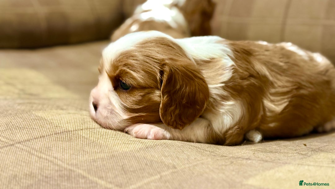 Cavalier King Charles Spaniel dogs for sale: 2 Female King Charles Cavaliers   - Advert 19