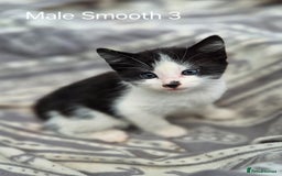 Mixed Breed cats for sale: Black and white kittens for sale - Image 3