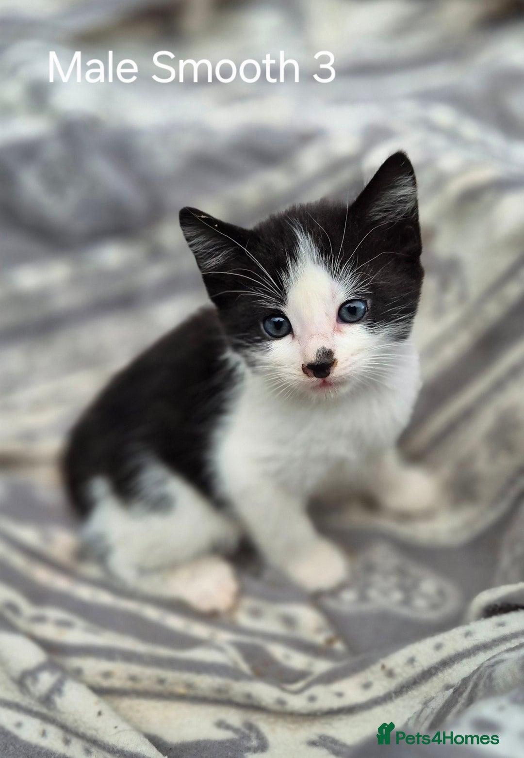 Mixed Breed cats for sale: Black and white kittens for sale - Image 3