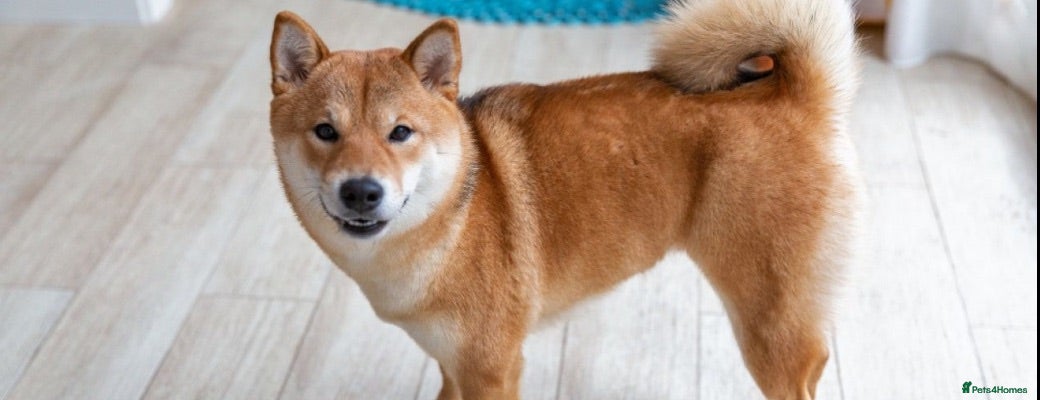 Mixed Breed dogs Beautiful Red Shiba Inu [Cross] - Loving Home Only - Advert 16