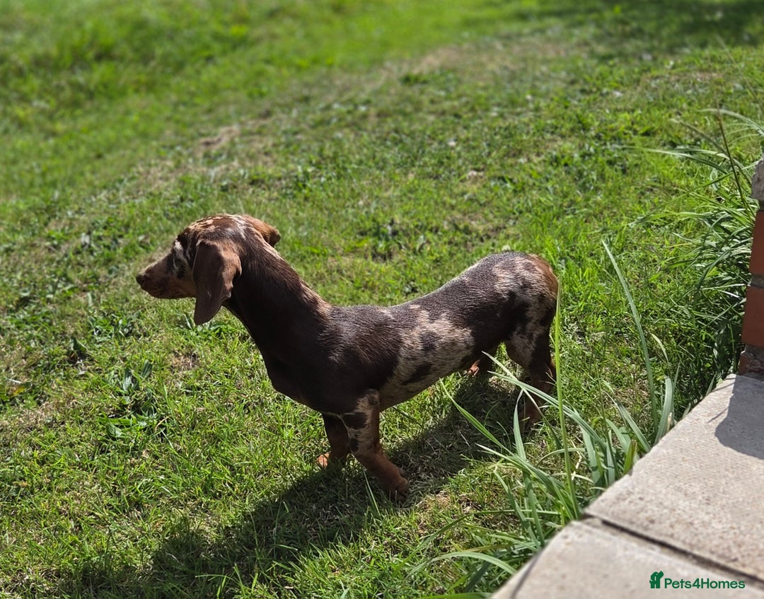 Miniature Dachshund dogs for stud: Choc & Tan Minature Dachshund STUD - Image 5