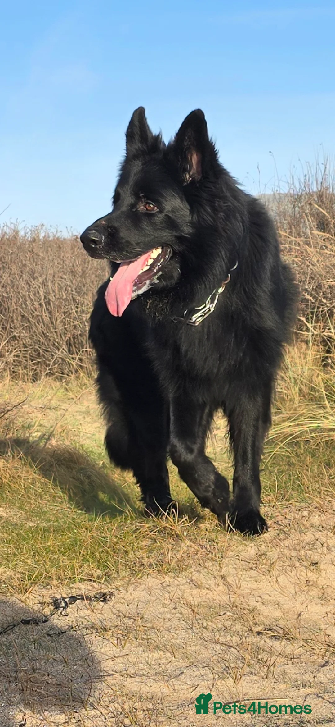 German Shepherd dogs for sale: Top Quality KC Black Long Hair German Shepherd  - Advert 7