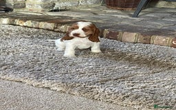 Cocker Spaniel dogs for sale: Beautiful Cocker Spaniel Puppies For Sale  - Image 12
