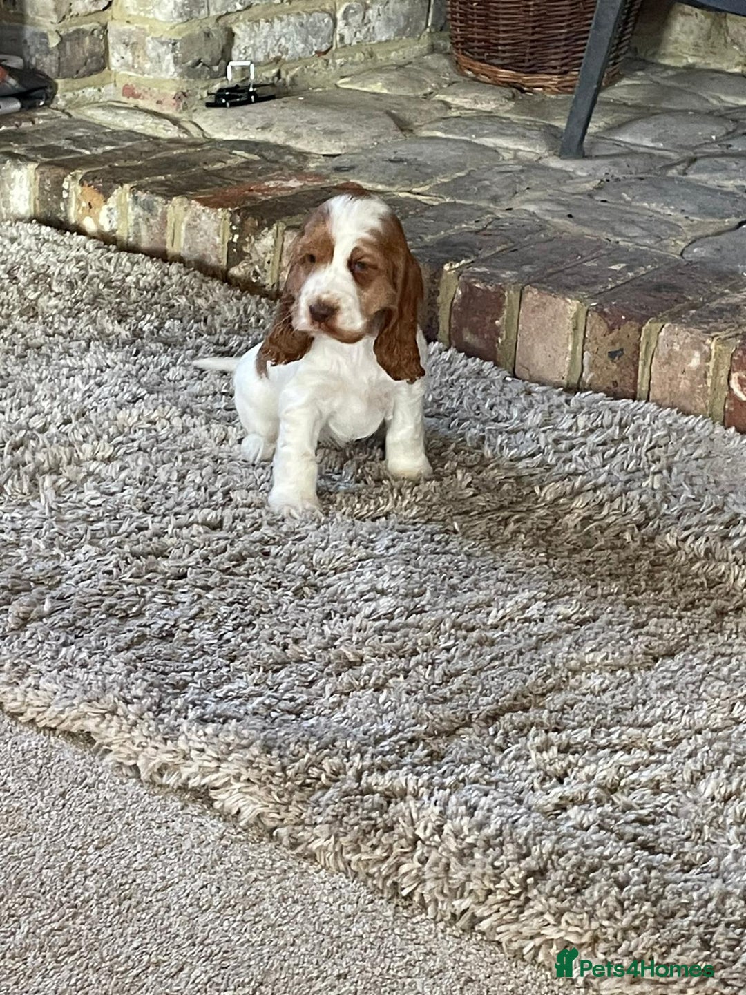 Cocker Spaniel dogs for sale: Beautiful Cocker Spaniel Puppies For Sale  - Image 12
