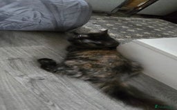 Maine Coon cats for sale: Amazing tortie Mainecoons - Image 28