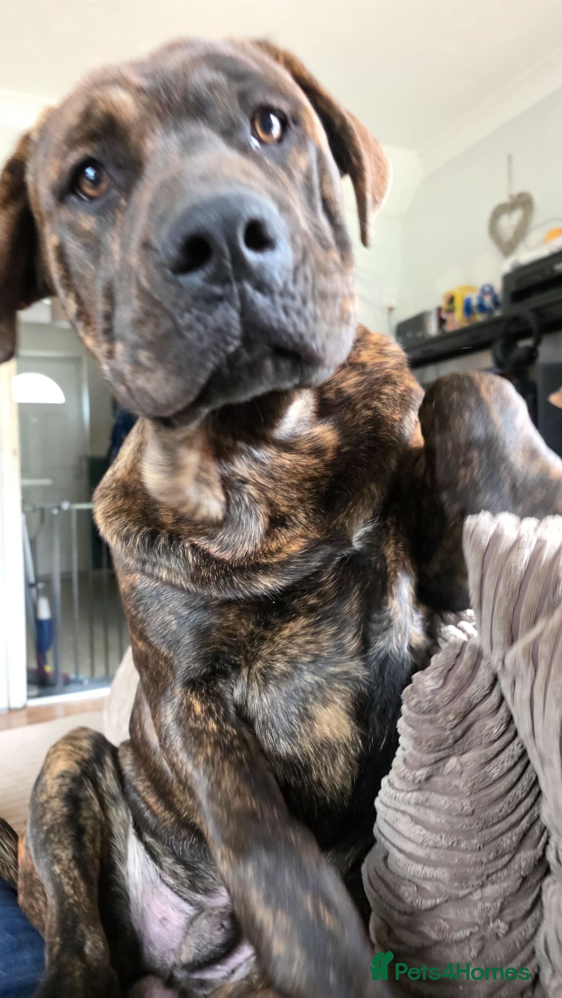 Mixed Breed dogs Beutiful staffy x rotty - Advert 3