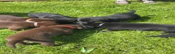 Borador dogs for sale: Border collie x Labrador puppies  - Advert 4