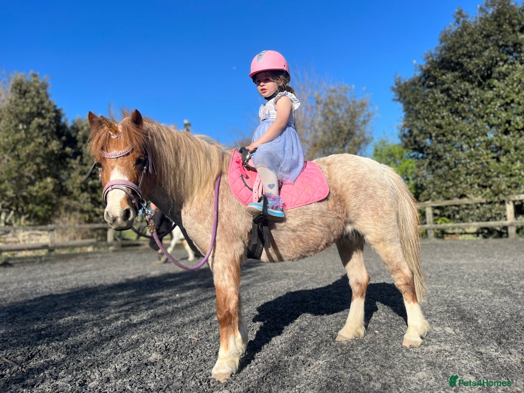 Welsh Section A horses for sale: Toni The Pony 10.3hh Mare 🦄 - Image 26